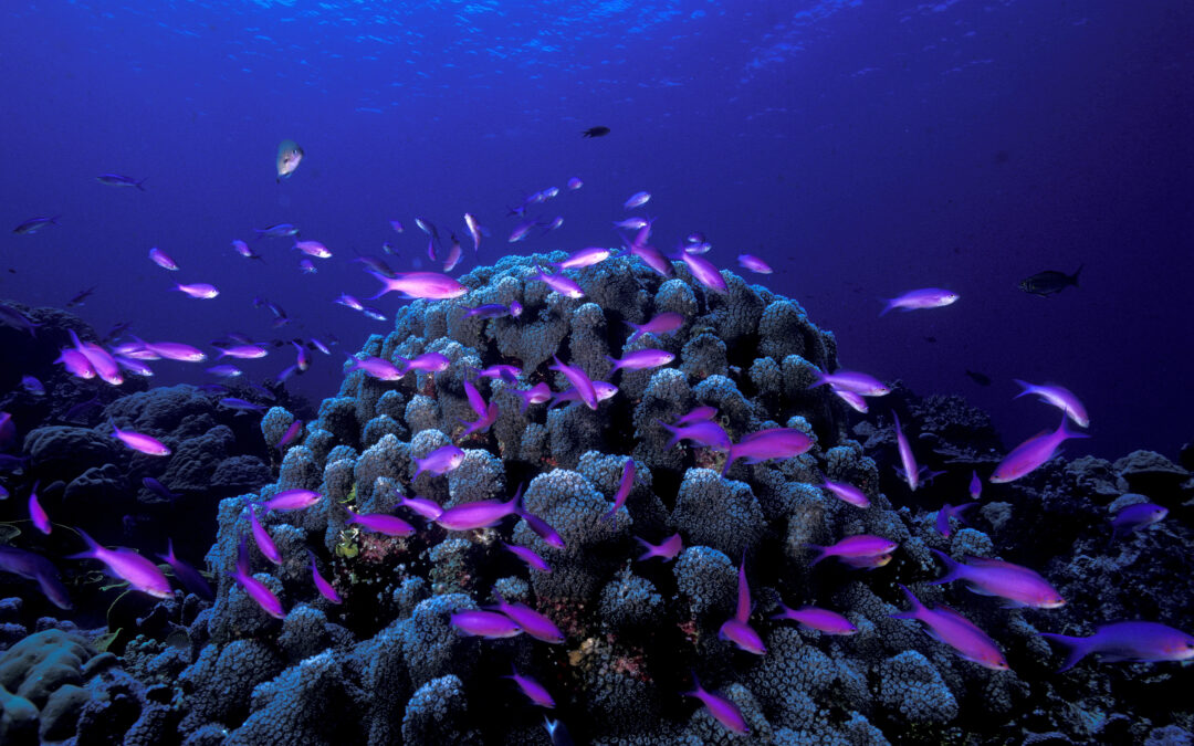 Final call for journalism fellowship applications: UN Ocean Conference 2020