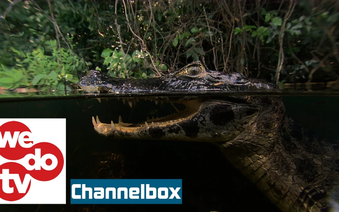 wedotv BIG stories Launches on Freeview UK Channel 275