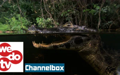 wedotv BIG stories Launches on Freeview UK Channel 275