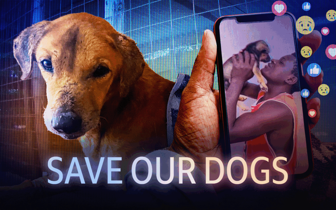 Save our Dogs: BBC Africa Eye exposes social media rescue scam network operating from Uganda