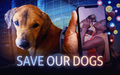 Save our Dogs: BBC Africa Eye exposes social media rescue scam network operating from Uganda